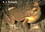 toad.jpg image by hyyperrish